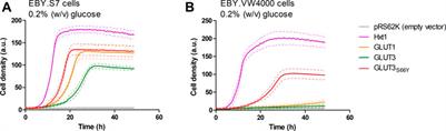 Functional Expression of the Human Glucose Transporters GLUT2 and GLUT3 in Yeast Offers Novel Screening Systems for GLUT-Targeting Drugs